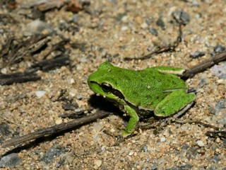 Hyla sarda
