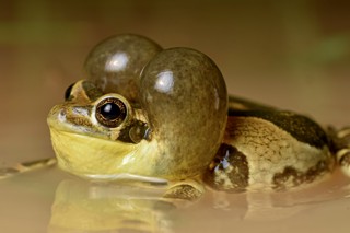 Trachycephalus typhonius