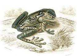 Trachycephalus nigromaculatus