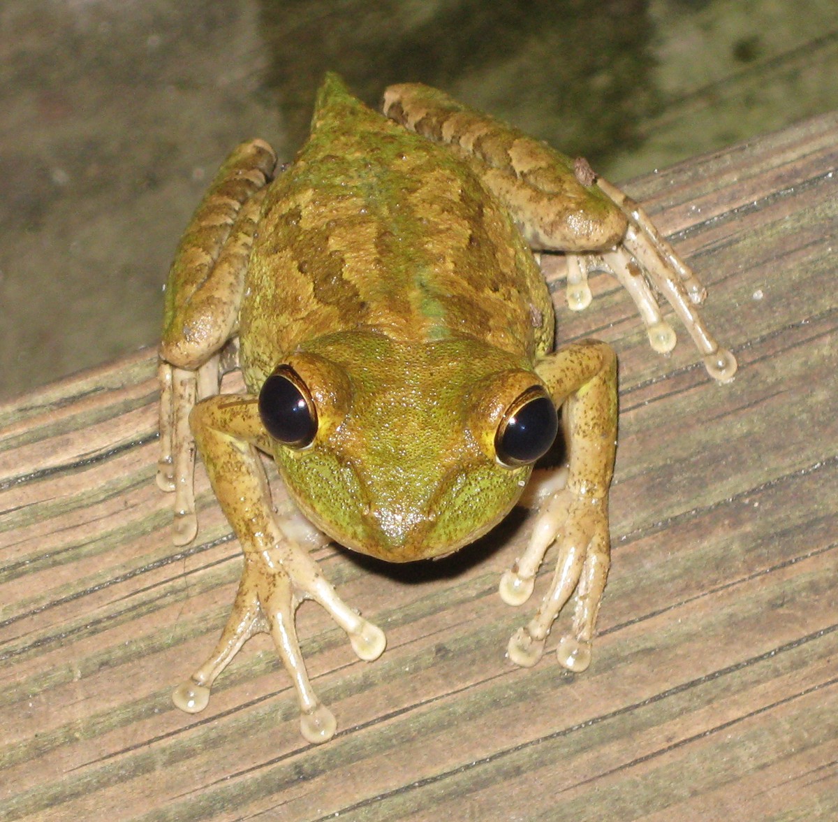 Osteopilus septentrionalis