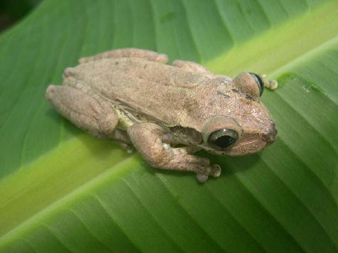Osteopilus dominicensis