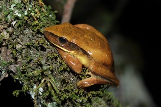 Boana albopunctata