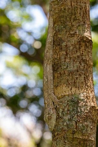 Uroplatus henkeli