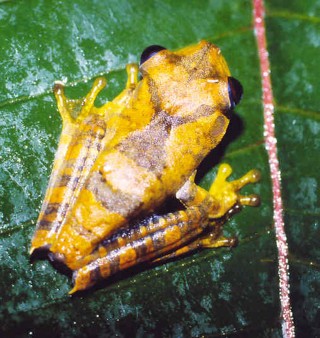 Boana geographica