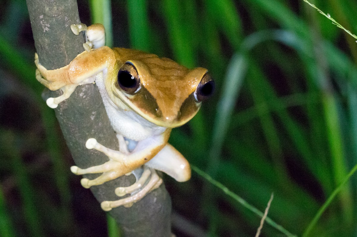 Boana lanciformis
