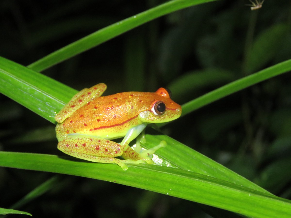 Boana punctata