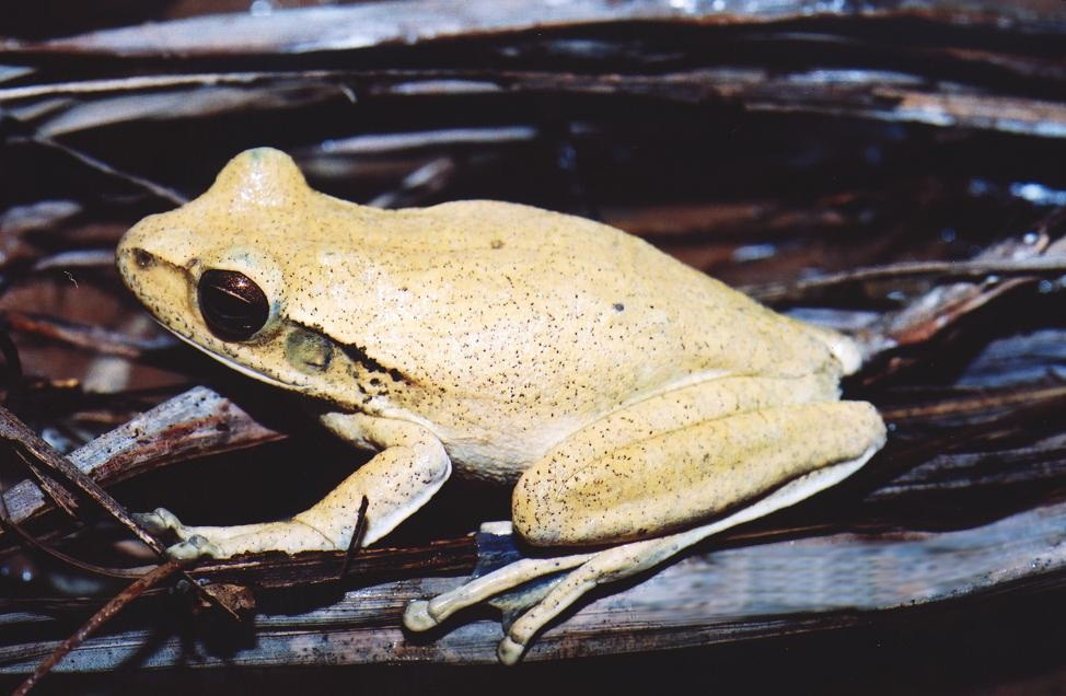 Boana raniceps