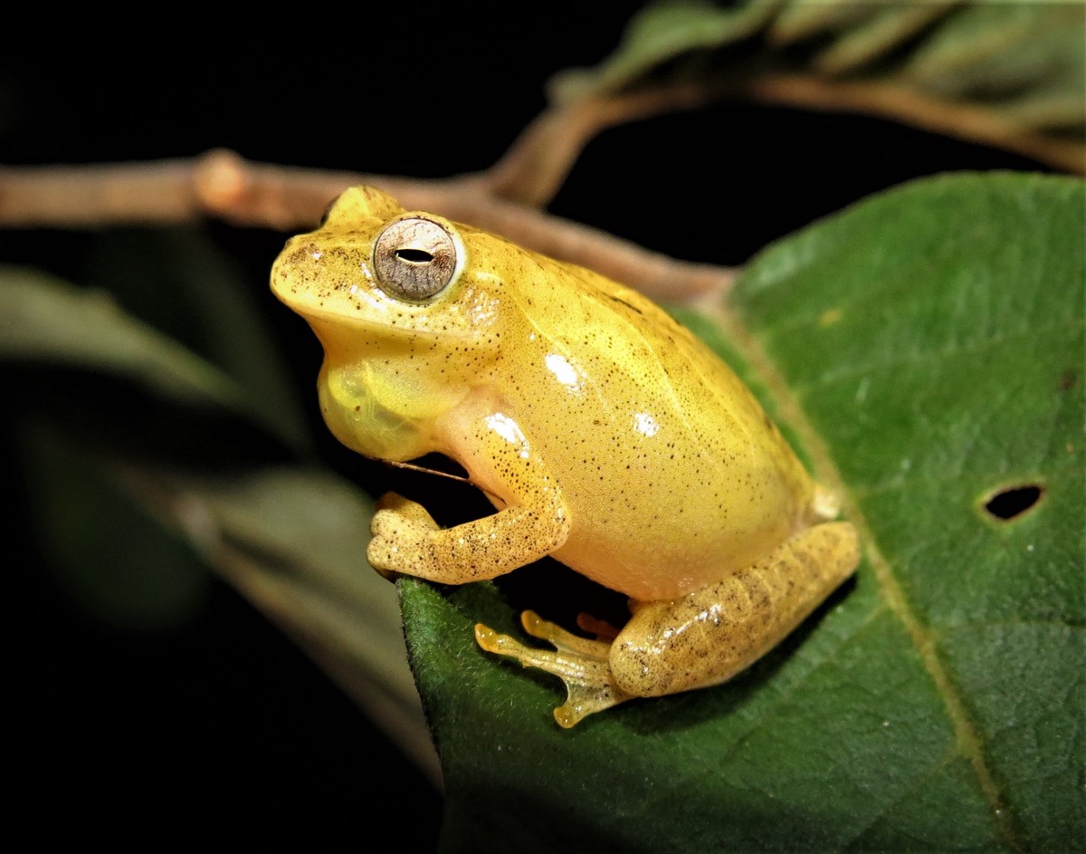 Dendropsophus minutus