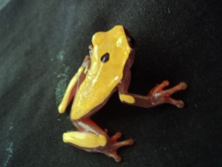 Dendropsophus triangulum