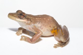 Scinax ruber