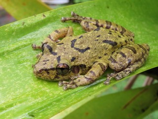 Scinax fuscovarius