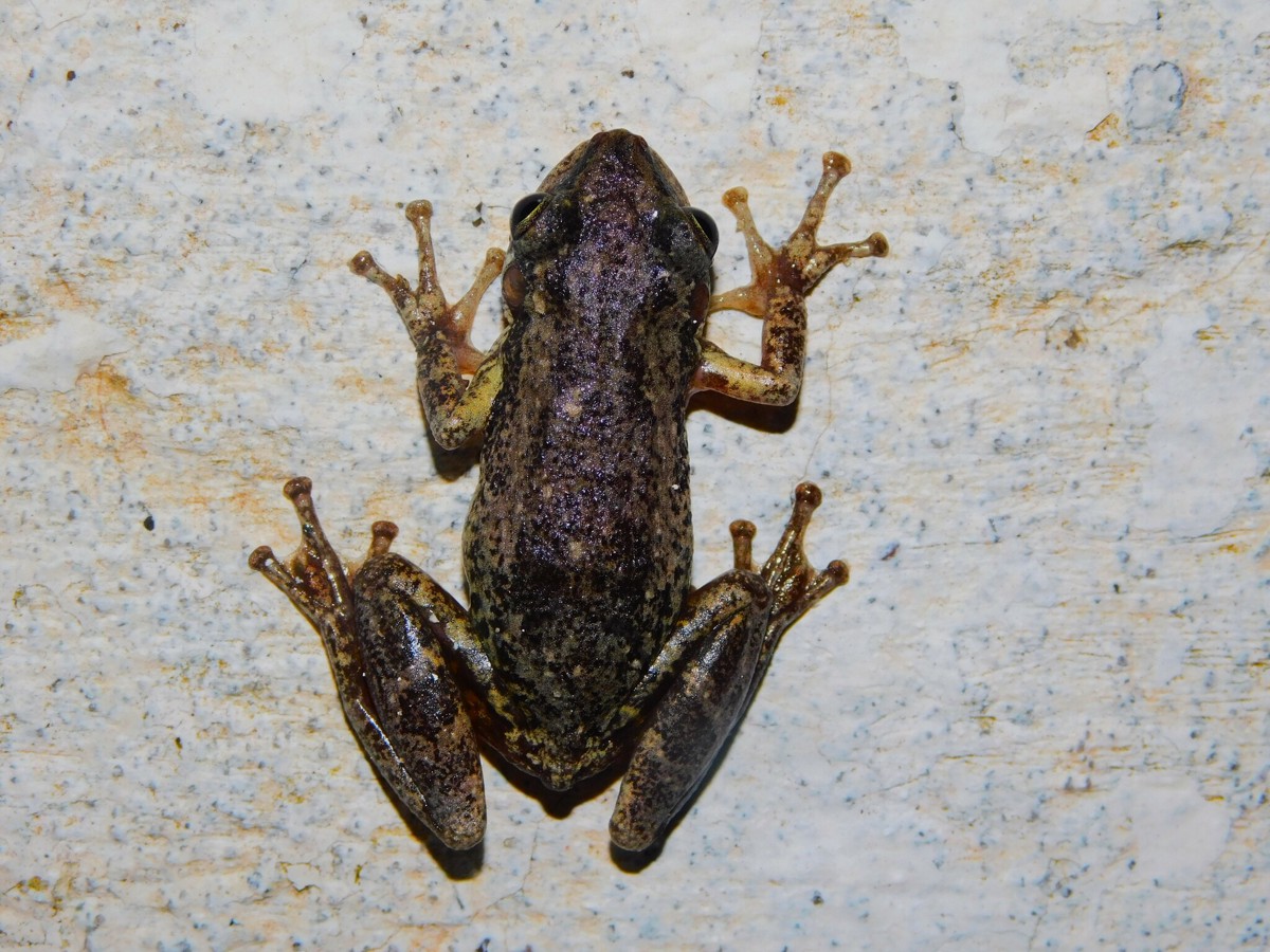 Scinax nasicus