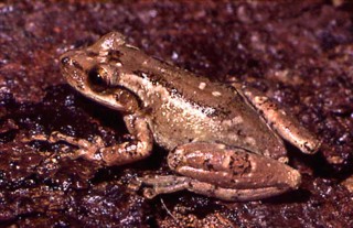 Scinax alter