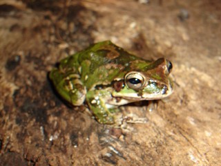 Smilisca baudinii