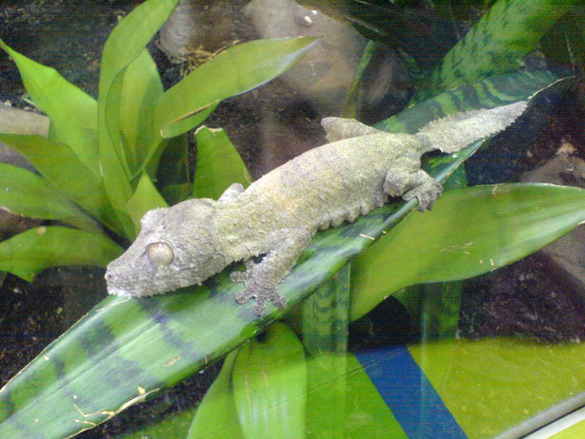 Uroplatus sikorae