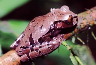 Triprion spinosus