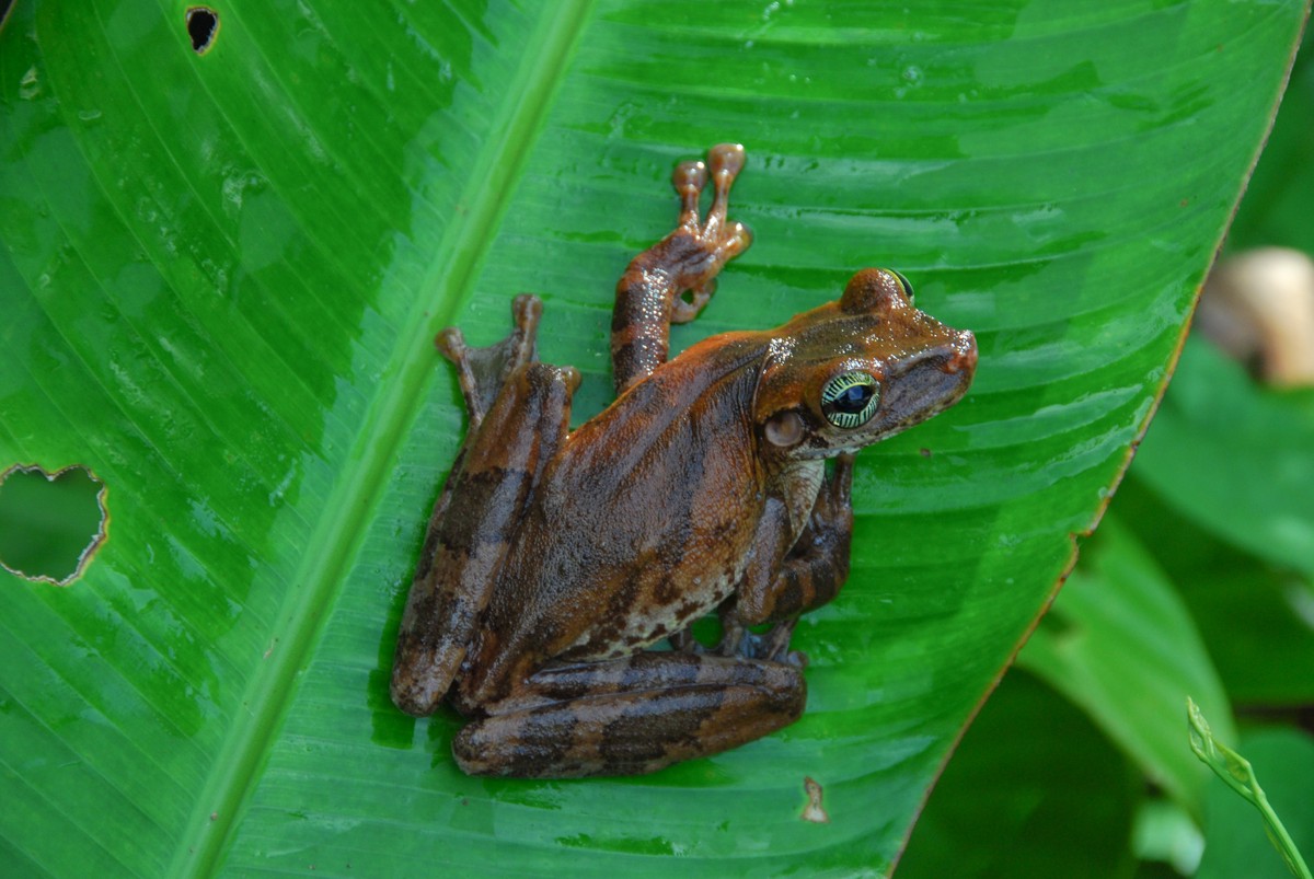 Osteocephalus taurinus