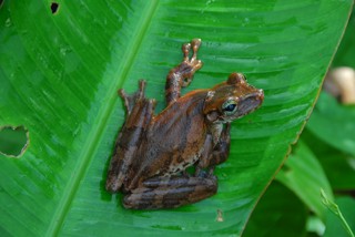 Osteocephalus taurinus
