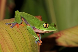Agalychnis annae