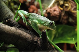 Agalychnis dacnicolor