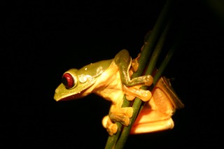 Agalychnis saltator