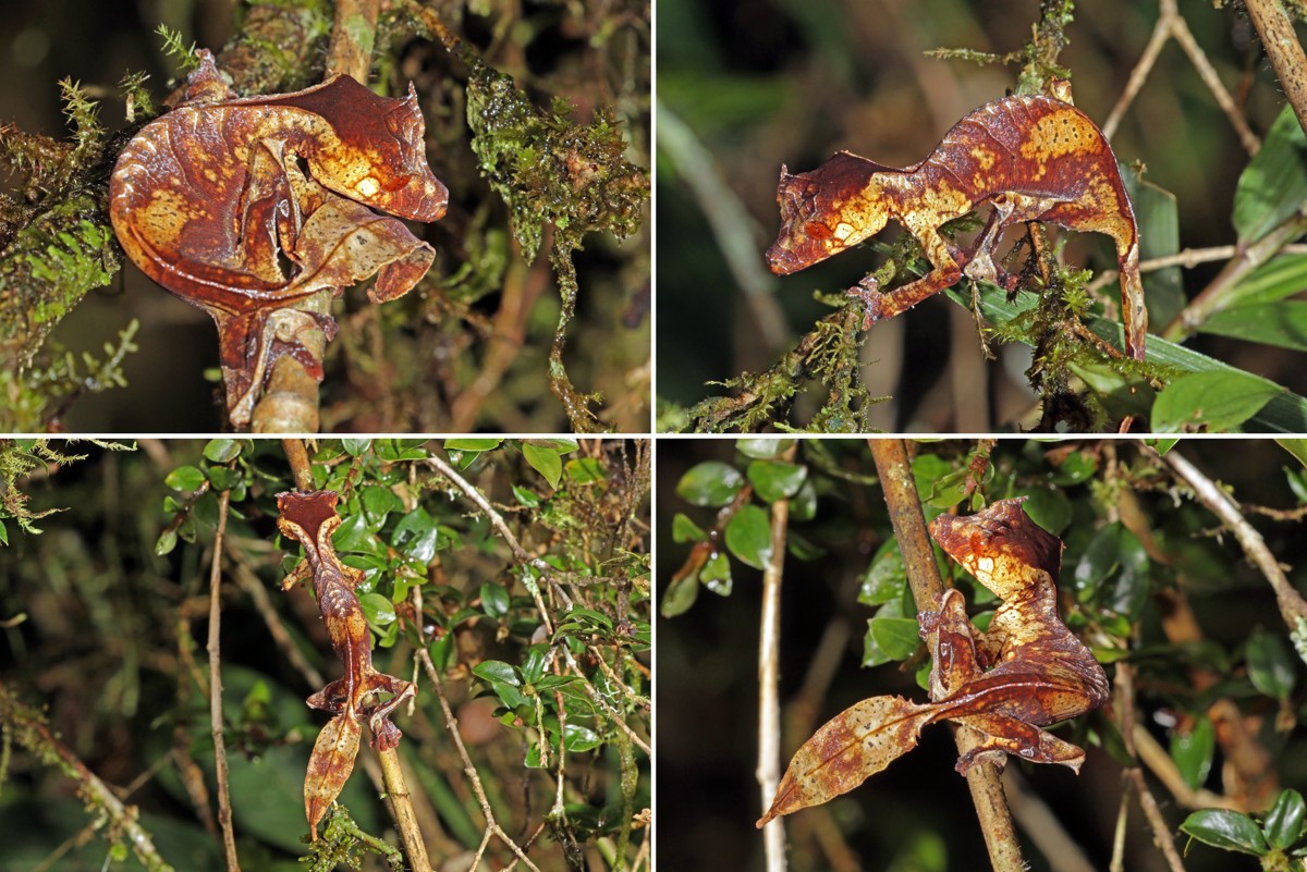 Uroplatus phantasticus