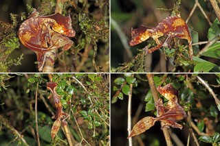 Uroplatus phantasticus