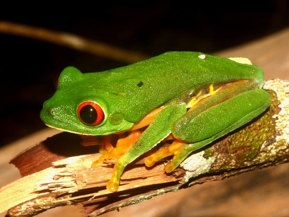 Agalychnis taylori