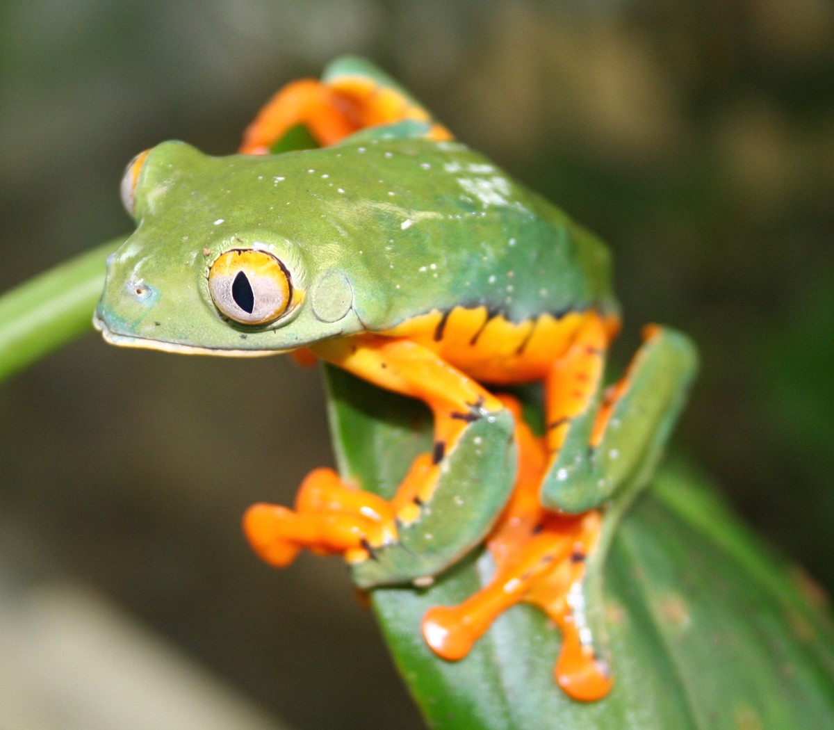 Cruziohyla calcarifer