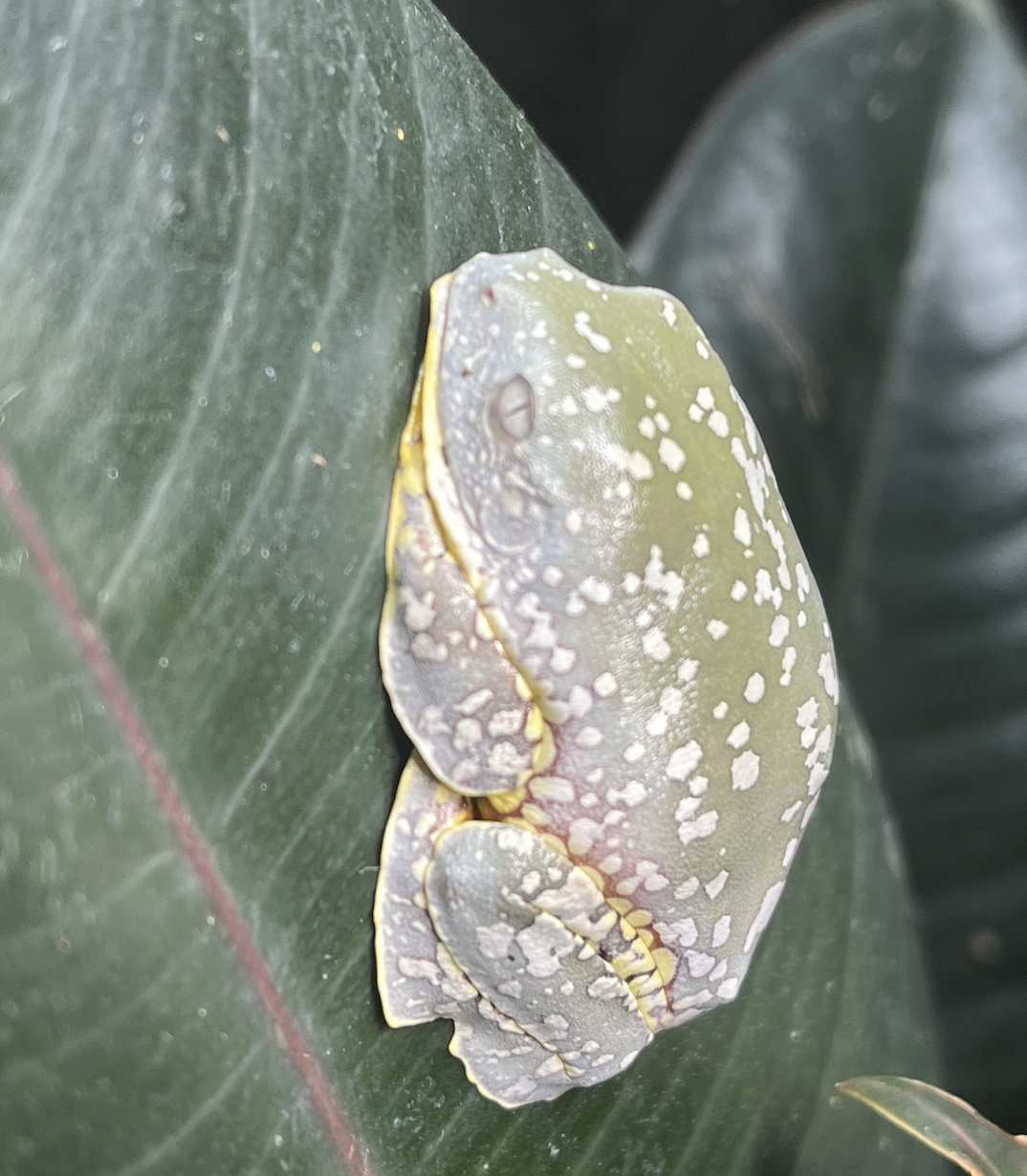 Cruziohyla craspedopus