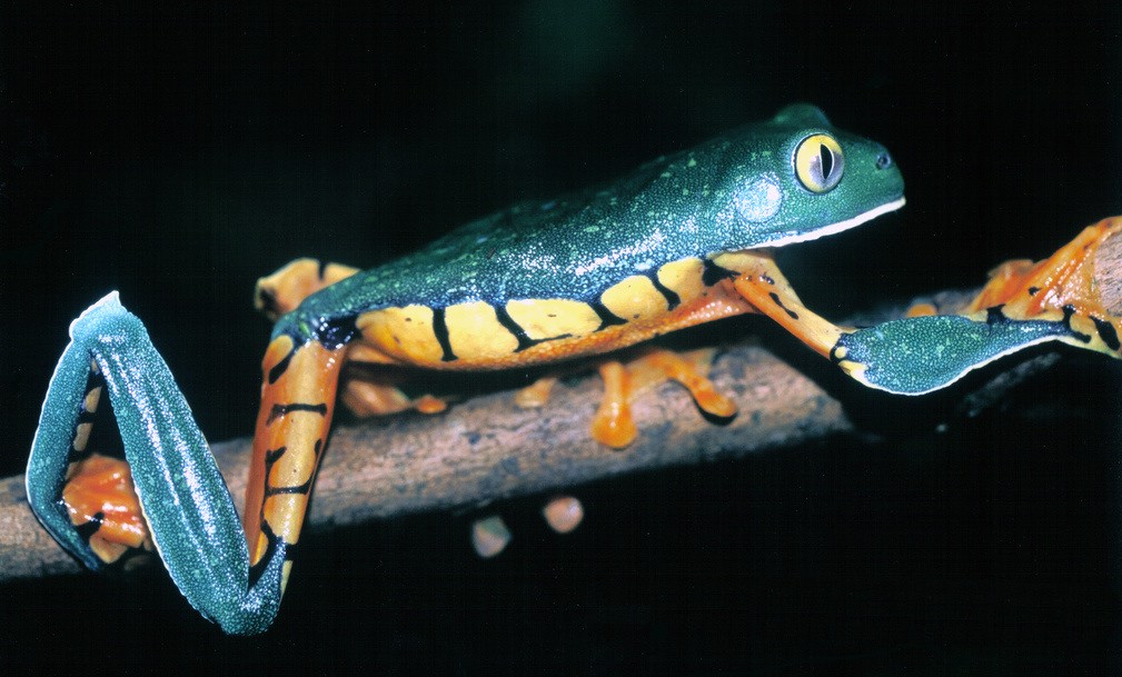 Cruziohyla sylviae