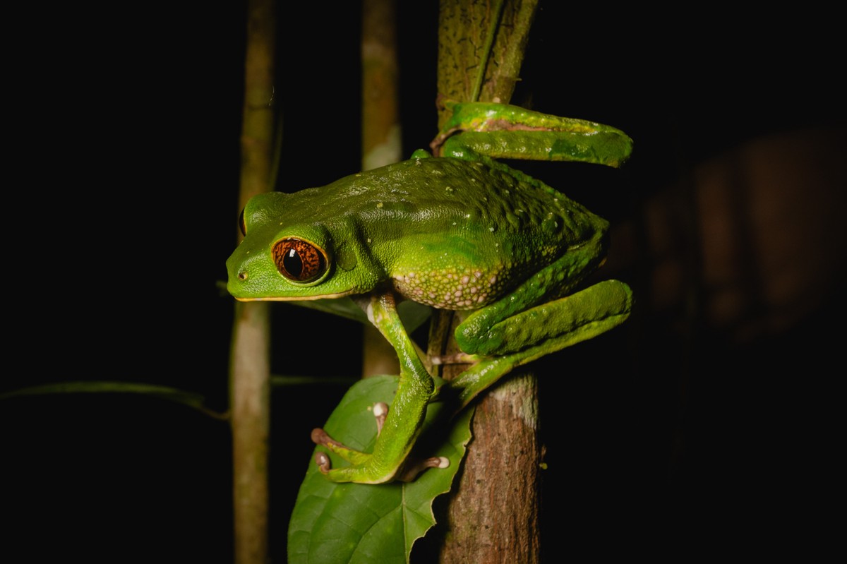 Phyllomedusa tarsius