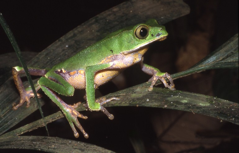 Phyllomedusa vaillantii