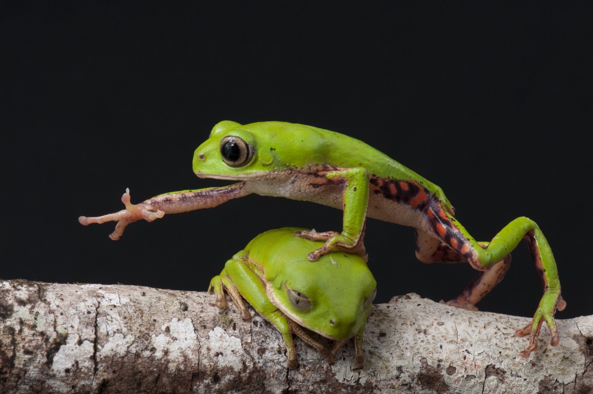 Pithecopus hypochondrialis
