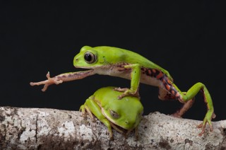 Pithecopus hypochondrialis