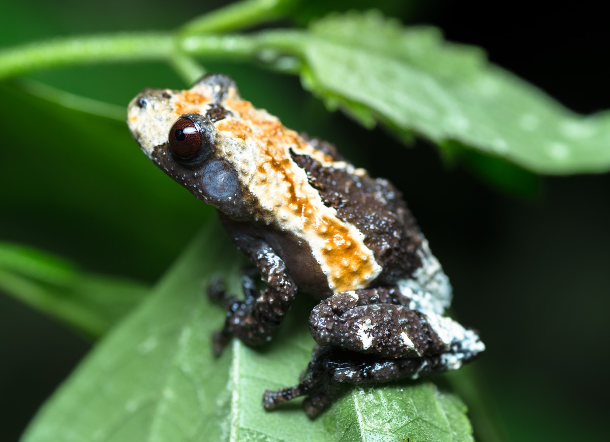 Theloderma albopunctatum