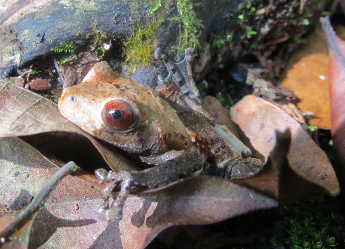 Theloderma asperum