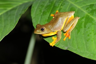 Rhacophorus bipunctatus