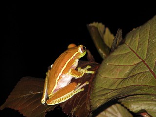 Rhacophorus lateralis