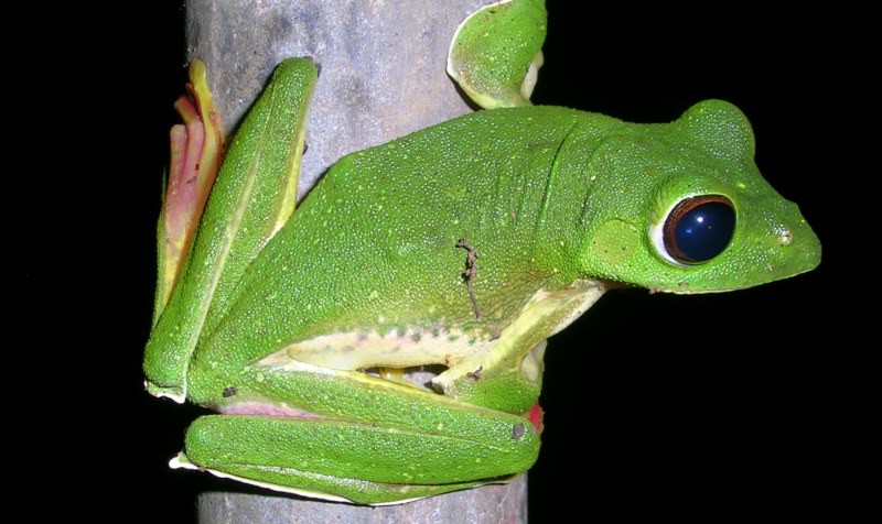 Rhacophorus malabaricus