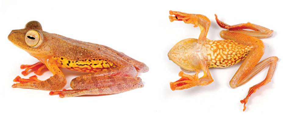 Rhacophorus pardalis