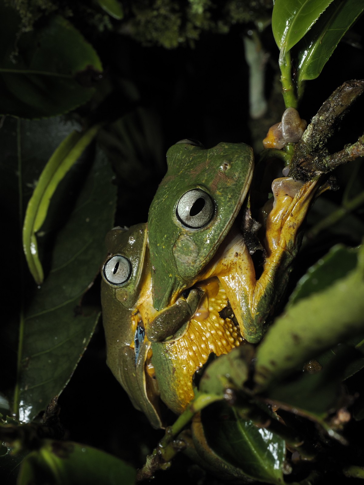 Rhacophorus reinwardtii
