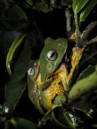 Rhacophorus reinwardtii