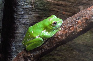 Zhangixalus dennysi