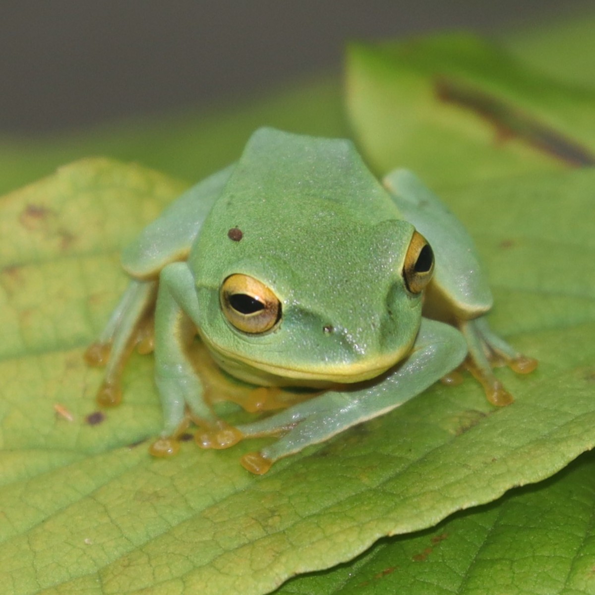 Zhangixalus schlegelii