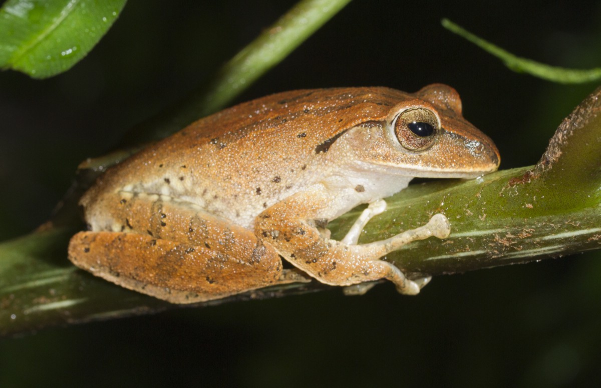 Polypedates braueri