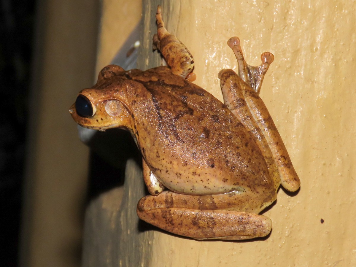 Polypedates cruciger