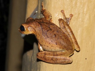 Polypedates cruciger