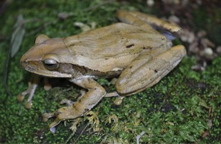Polypedates leucomystax