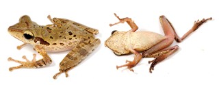 Polypedates macrotis
